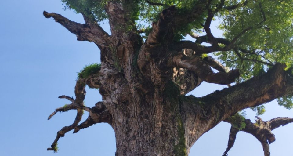 张家界澧水河畔一棵古樟树树龄已超1200年，湖南罕见