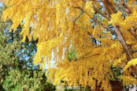 千年莒县银杏树！这一眼惊艳时光，高清大图超治愈