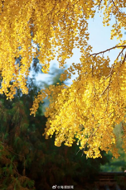 千年莒县银杏树！这一眼惊艳时光，高清大图超治愈