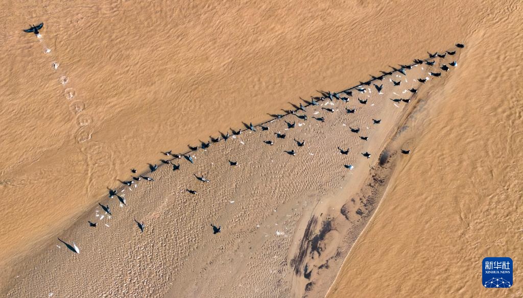 黄河秋韵 黄河秋韵