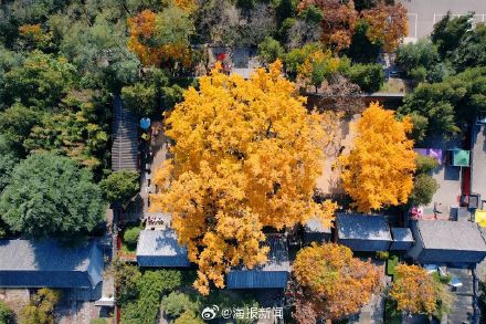 千年莒县银杏树！这一眼惊艳时光，高清大图超治愈