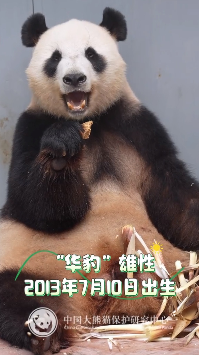 13只大熊猫“乔迁”绵阳！熊猫基地再+1