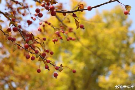 收藏!秋天是写在古都的诗篇 收藏!秋天是写在古都的诗篇