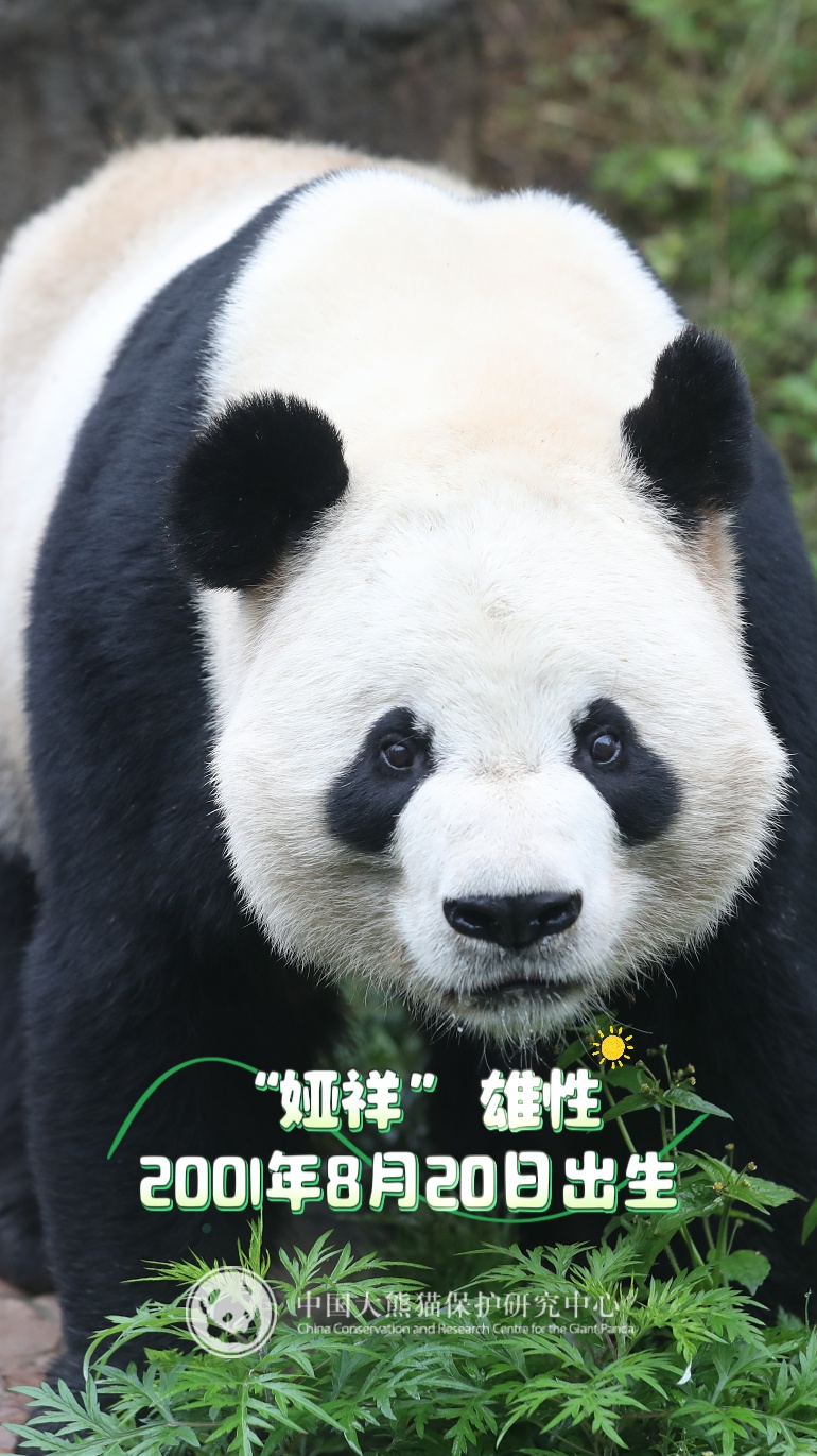 13只大熊猫“乔迁”绵阳！熊猫基地再+1