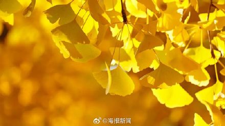 千年莒县银杏树！这一眼惊艳时光，高清大图超治愈