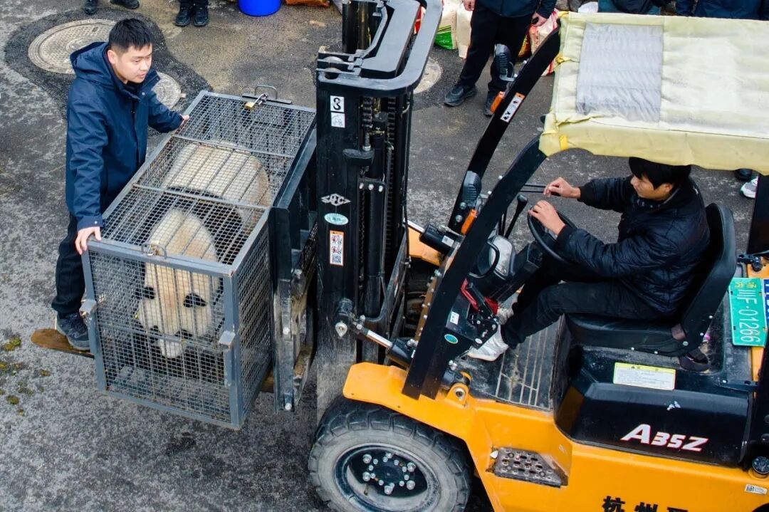 13只大熊猫“乔迁”绵阳！熊猫基地再+1