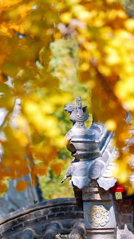 千年莒县银杏树！这一眼惊艳时光，高清大图超治愈