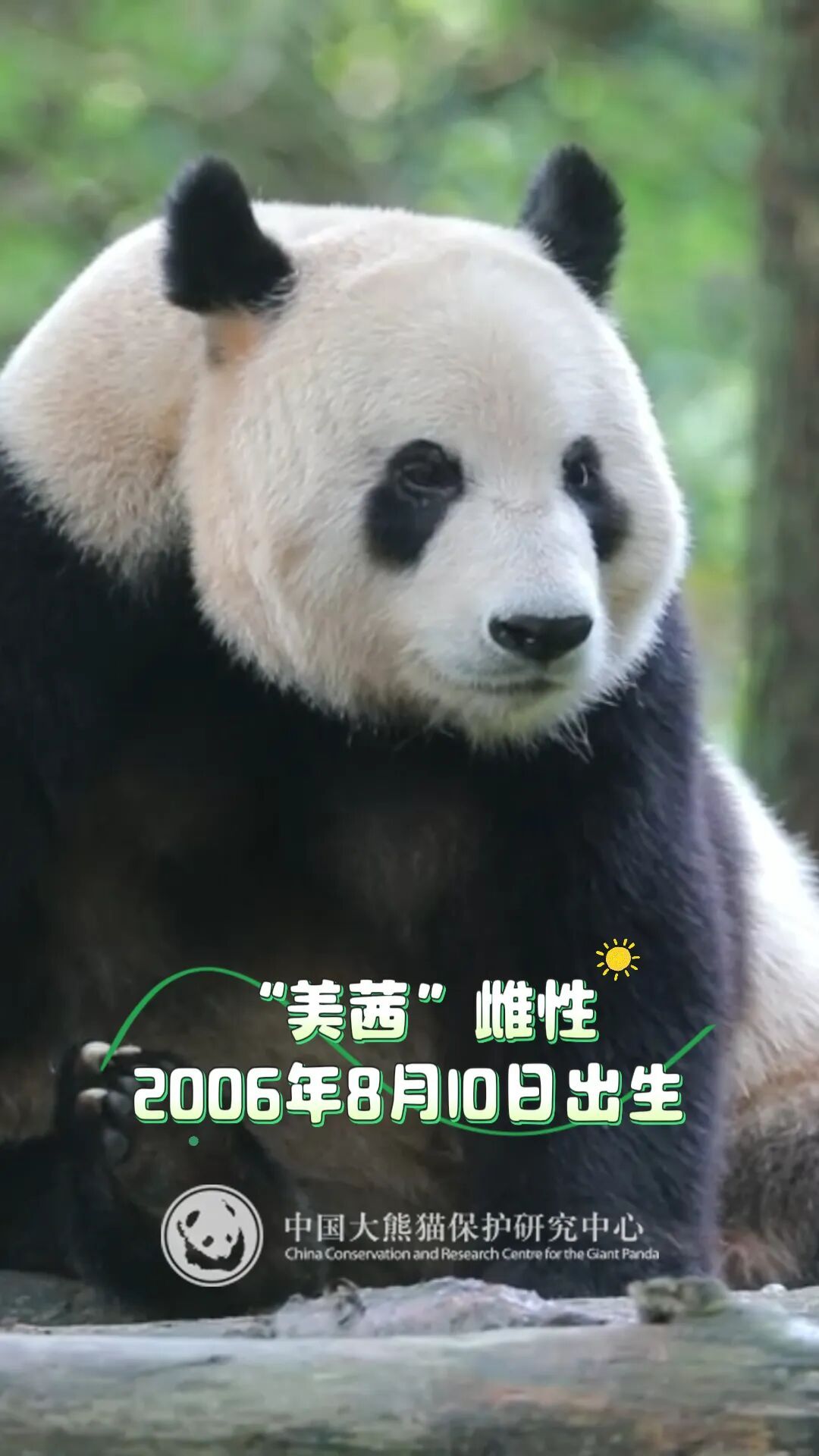 13只大熊猫“乔迁”绵阳！熊猫基地再+1