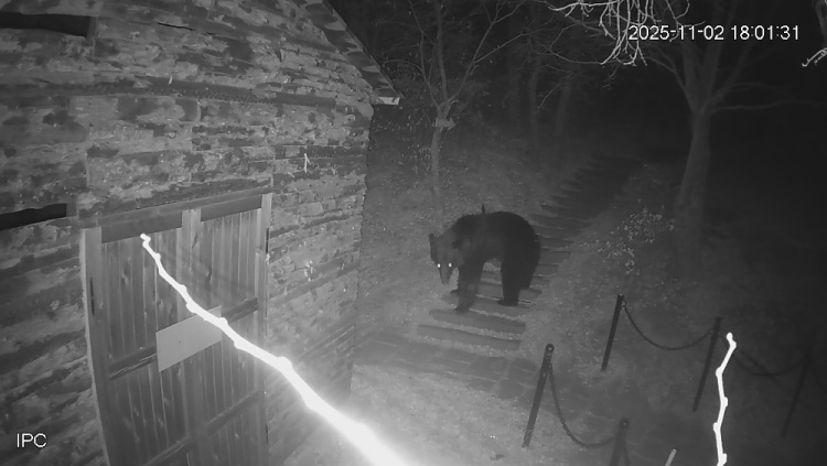 景区监控报警：黑熊出没！黑龙江同江民警挨家走访发出安全提示