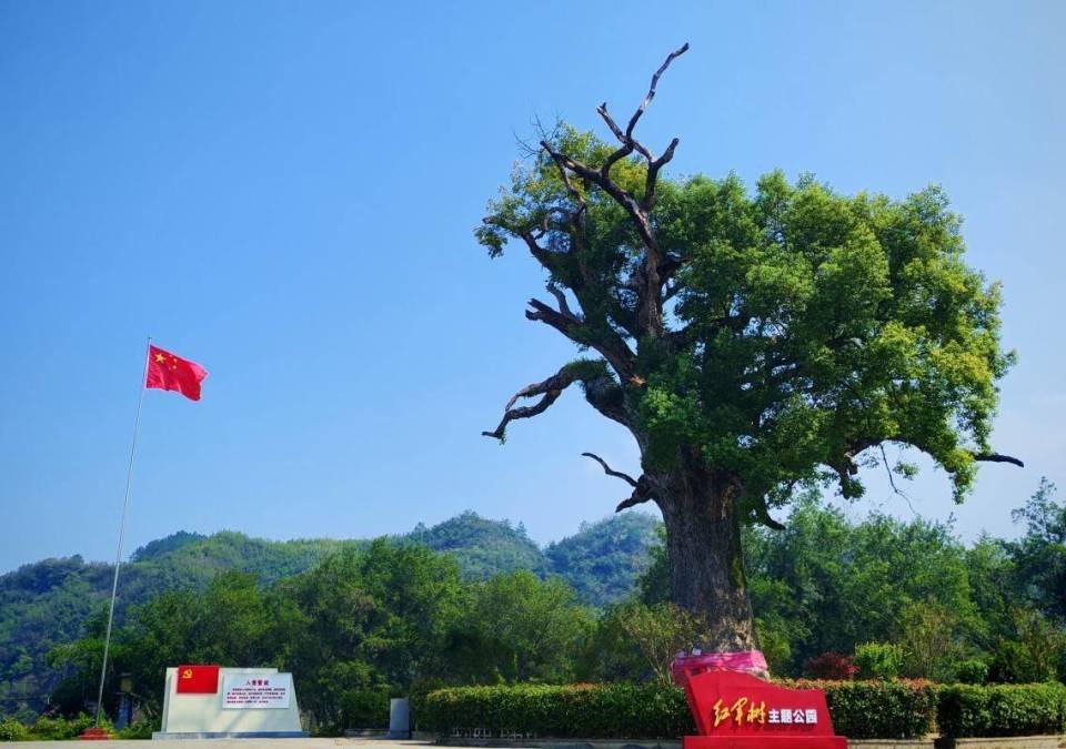 张家界澧水河畔一棵古樟树树龄已超1200年，湖南罕见