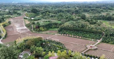 “稻油轮作”+“无人机播种”模式促增收 农机农技共绘油菜“丰产图”