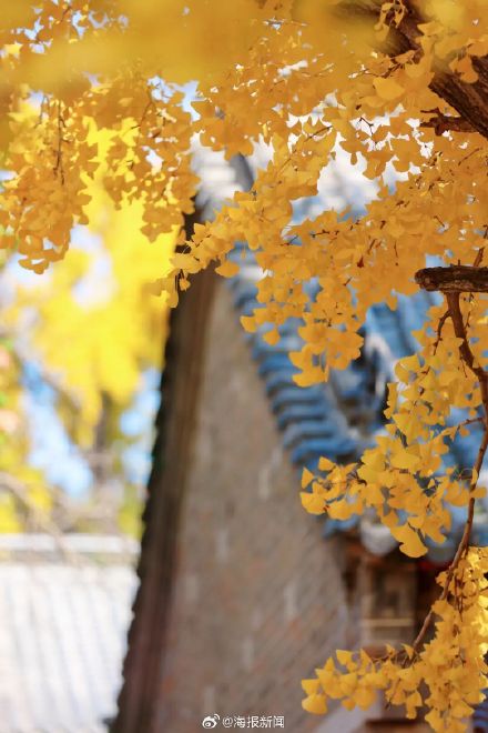 千年莒县银杏树！这一眼惊艳时光，高清大图超治愈