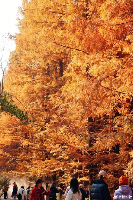 收藏秋日!秋天是写在古都的诗篇 收藏秋日!秋天是写在古都的诗篇