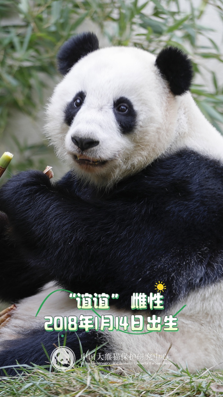 13只大熊猫“乔迁”绵阳！熊猫基地再+1