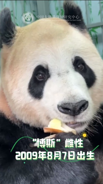 13只大熊猫“乔迁”绵阳！熊猫基地再+1