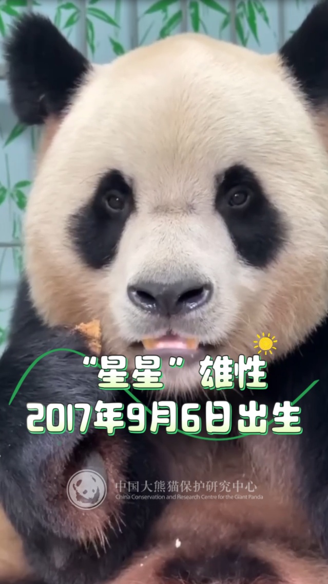 13只大熊猫“乔迁”绵阳！熊猫基地再+1