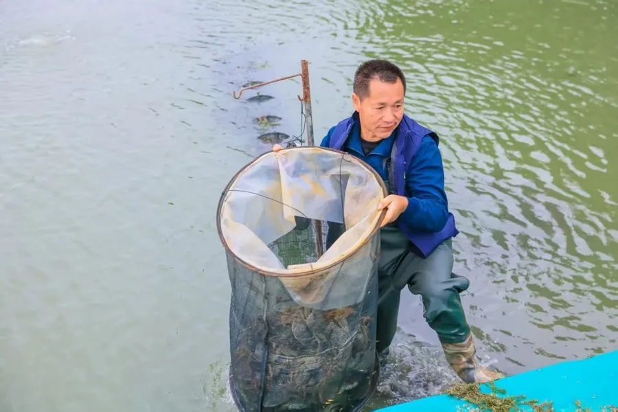 上海人期待的“顶流”美味，最佳赏味期还要再等等！为何今年这么晚→