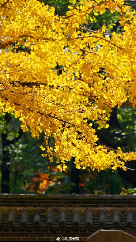 千年莒县银杏树！这一眼惊艳时光，高清大图超治愈
