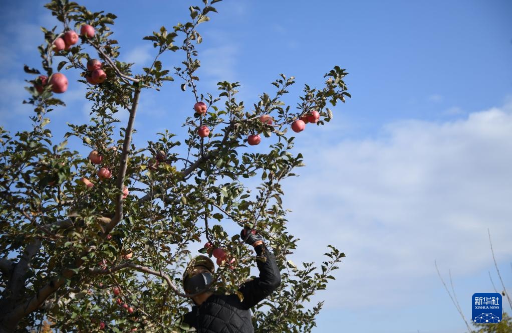 陕西榆林：发展苹果产业“造绿生金”