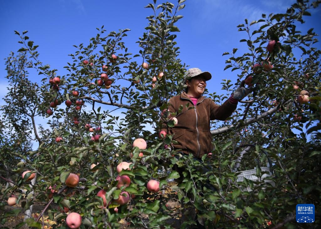 陕西榆林：发展苹果产业“造绿生金”