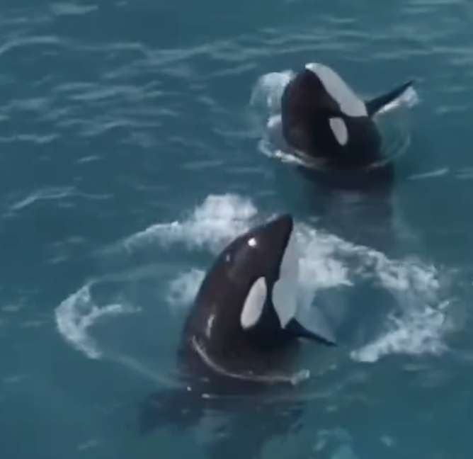 法国废弃公园虎鲸母子被困10个月 发现无人机后水中起舞 法国废弃公园虎鲸母子被困10个月 发现无人机后水中起舞