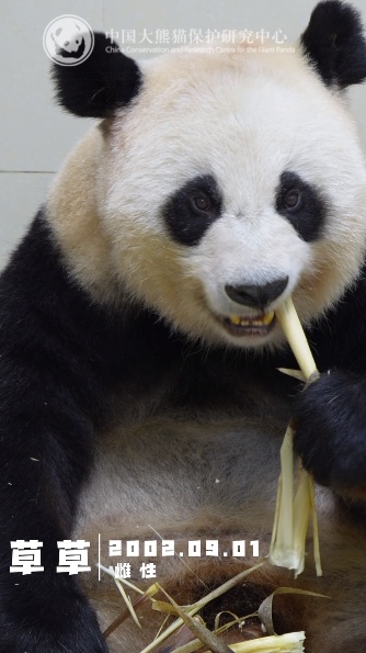 13只大熊猫“乔迁”绵阳！熊猫基地再+1
