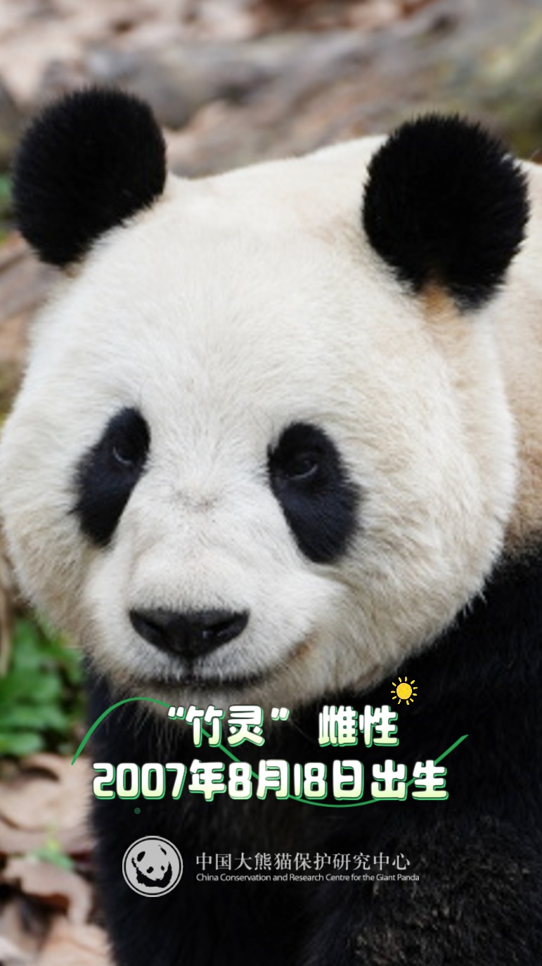 13只大熊猫“乔迁”绵阳！熊猫基地再+1