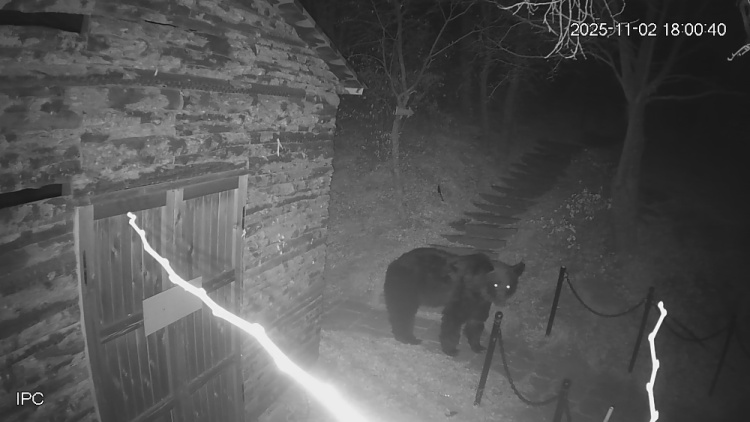 景区监控报警：黑熊出没！黑龙江同江民警挨家走访发出安全提示