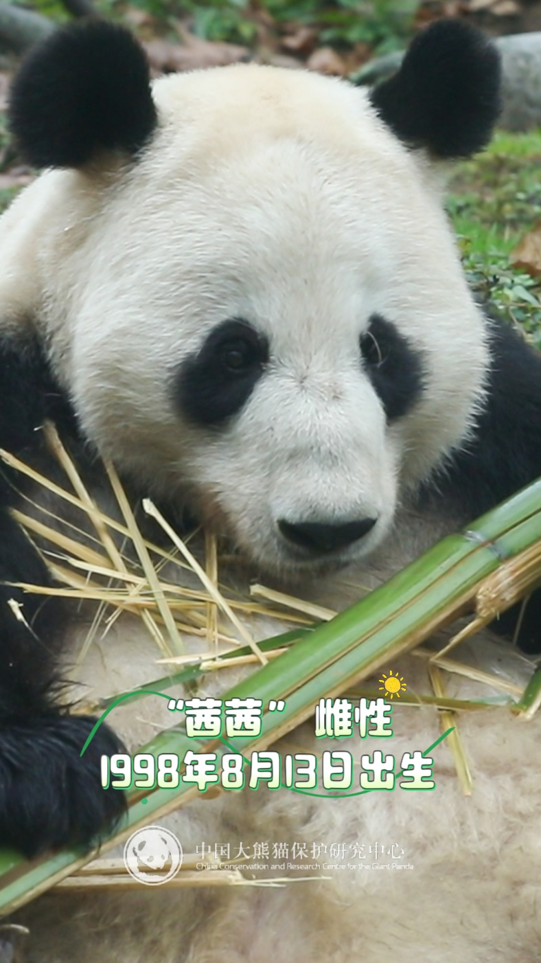 13只大熊猫“乔迁”绵阳！熊猫基地再+1