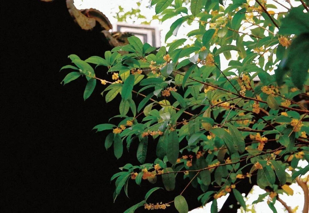 常州街头大量出现!不要吃!不要吃! 常州街头大量出现!不要吃!不要吃!