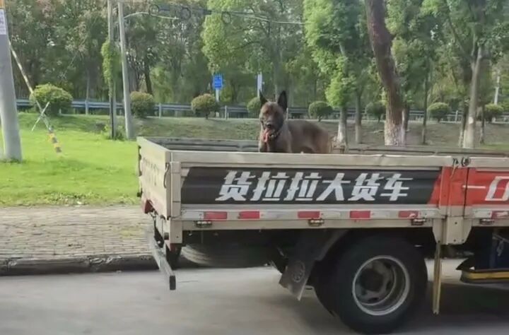 柯基犬主人持酒瓶暴打马犬事件进展:当事人被拘,马犬已脱离危险期 柯基犬主人持酒瓶暴打马犬事件进展:当事人被拘,马犬已脱离危险期