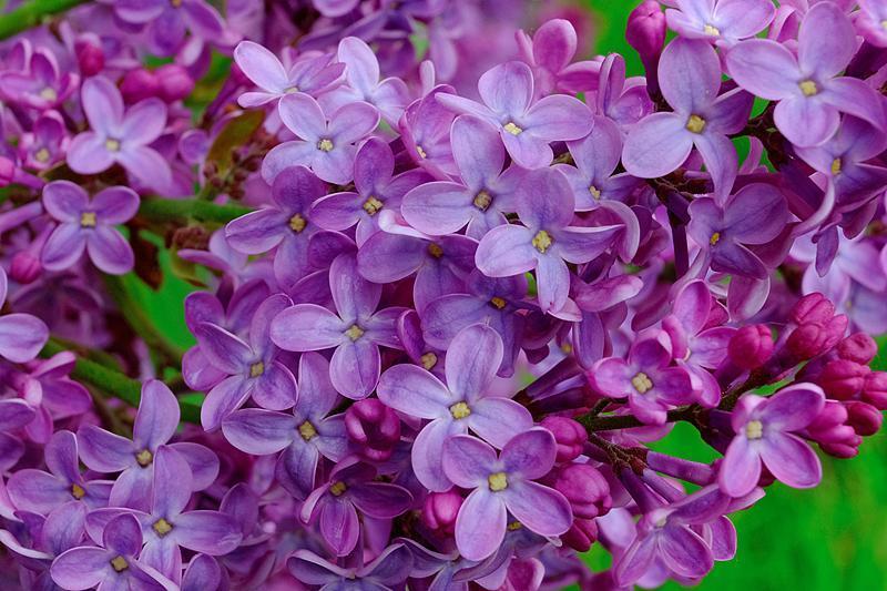 “麻醉鱼”到底能不能放心吃？专家解答