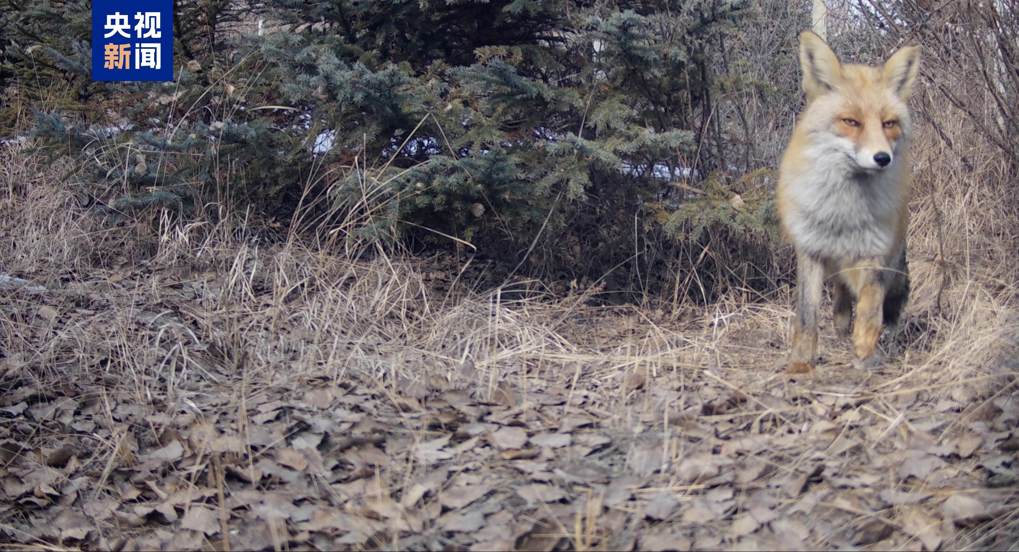 60种国家重点保护动物在册!西宁摸清野生动物“家底” 60种国家重点保护动物在册!西宁摸清野生动物“家底”