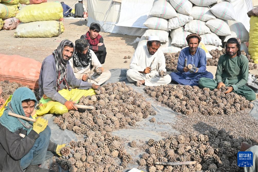 松香里的生计:阿富汗松子丰收后的忧虑 松香里的生计:阿富汗松子丰收后的忧虑