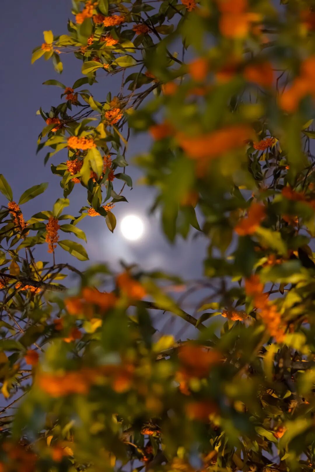 台风“凤凰”生成！杭州人做好准备，降温+降雨+大风！
