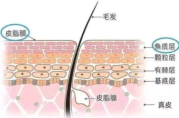 你的皮肤在“喊渴”?专家:这样补水才是真有效! 你的皮肤在“喊渴”?专家:这样补水才是真有效!