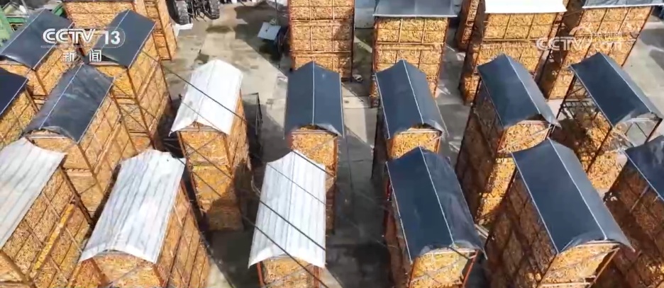 告别“地趴粮” 住进“好房子” 各地秋粮收储有“粮”方