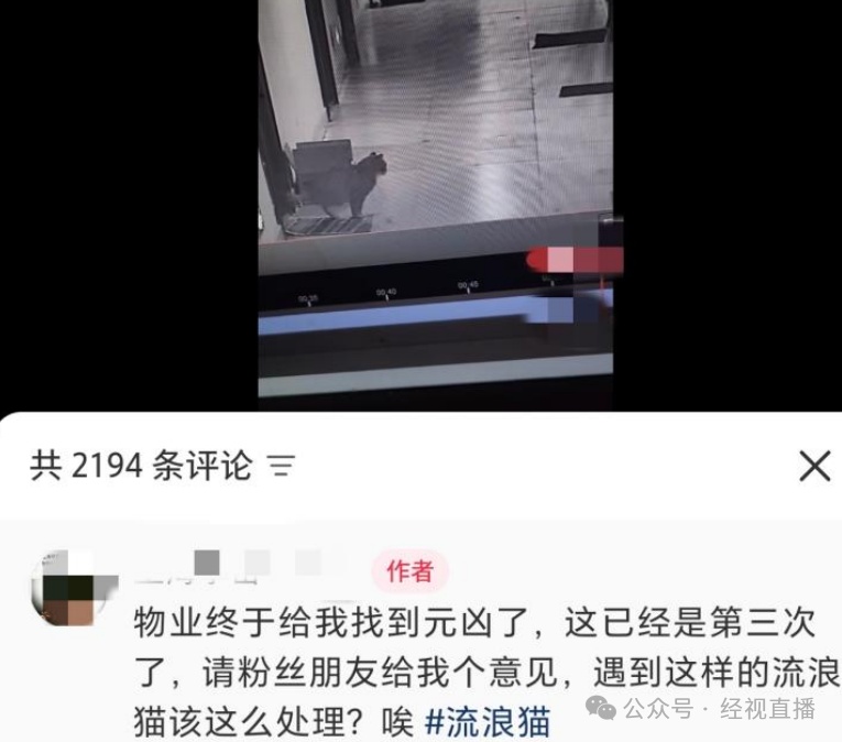 网友吐槽流浪猫多次在家门口埋屎,专家:它在标记领地 网友吐槽流浪猫多次在家门口埋屎,专家:它在标记领地