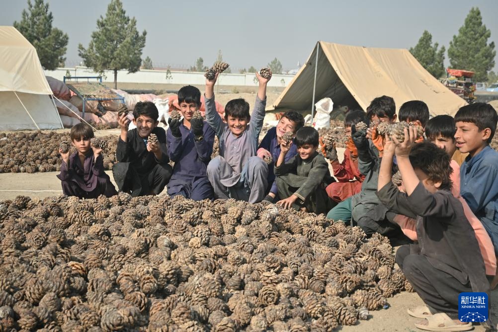 松香里的生计:阿富汗松子丰收后的忧虑 松香里的生计:阿富汗松子丰收后的忧虑