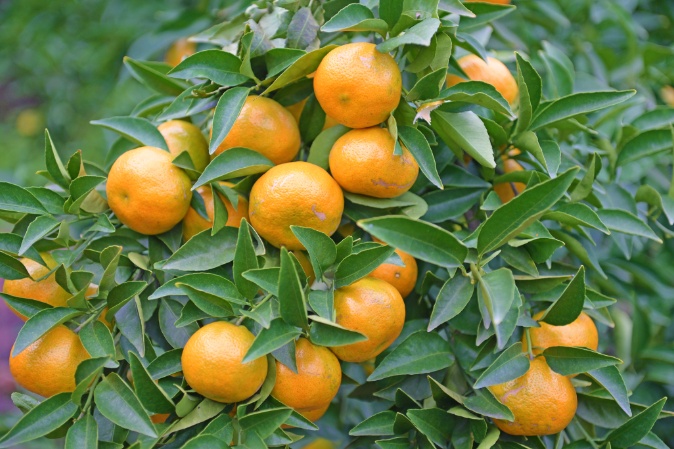 常州街头大量出现!不要吃!不要吃! 常州街头大量出现!不要吃!不要吃!