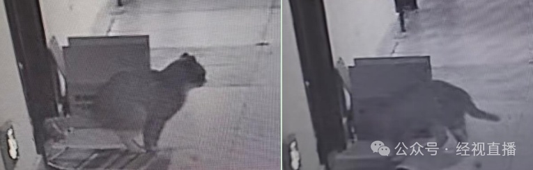 网友吐槽流浪猫多次在家门口埋屎,专家:它在标记领地 网友吐槽流浪猫多次在家门口埋屎,专家:它在标记领地