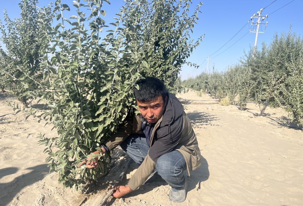 变沙为“金” “科技+产业”赋能塔克拉玛干沙漠治沙模式升级 变沙为“金” “科技+产业”赋能塔克拉玛干沙漠治沙模式升级