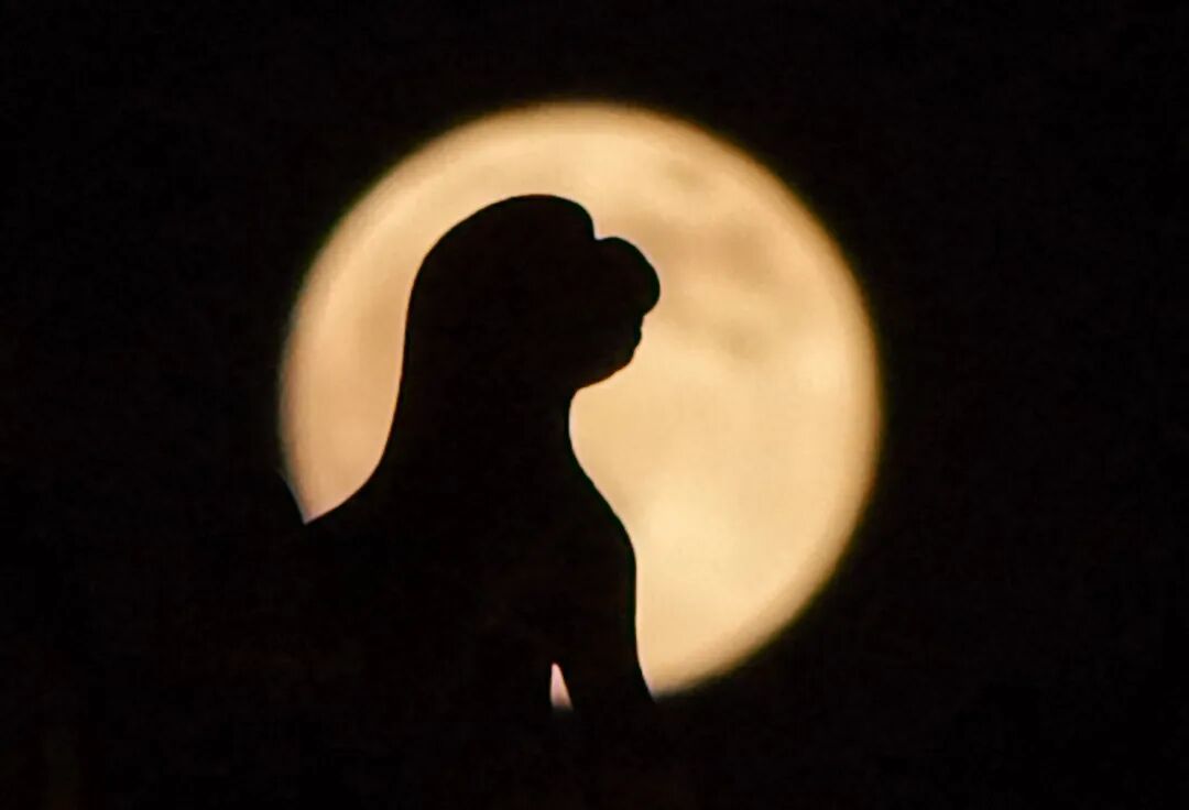 全网都在拍的“超级月亮”，高清大图来了！