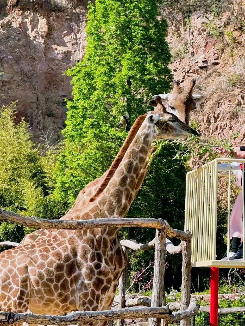 元旦试营业!河南又一座野生动物园来了 元旦试营业!河南又一座野生动物园来了