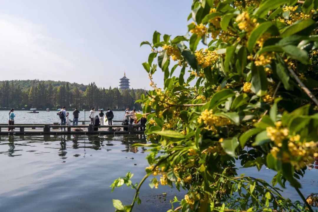 台风“凤凰”生成！杭州人做好准备，降温+降雨+大风！