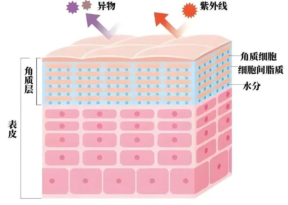 你的皮肤在“喊渴”?专家:这样补水才是真有效! 你的皮肤在“喊渴”?专家:这样补水才是真有效!