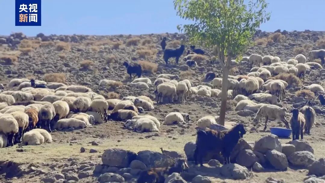 月薪两三万放羊,找不到人,急 月薪两三万放羊,找不到人,急