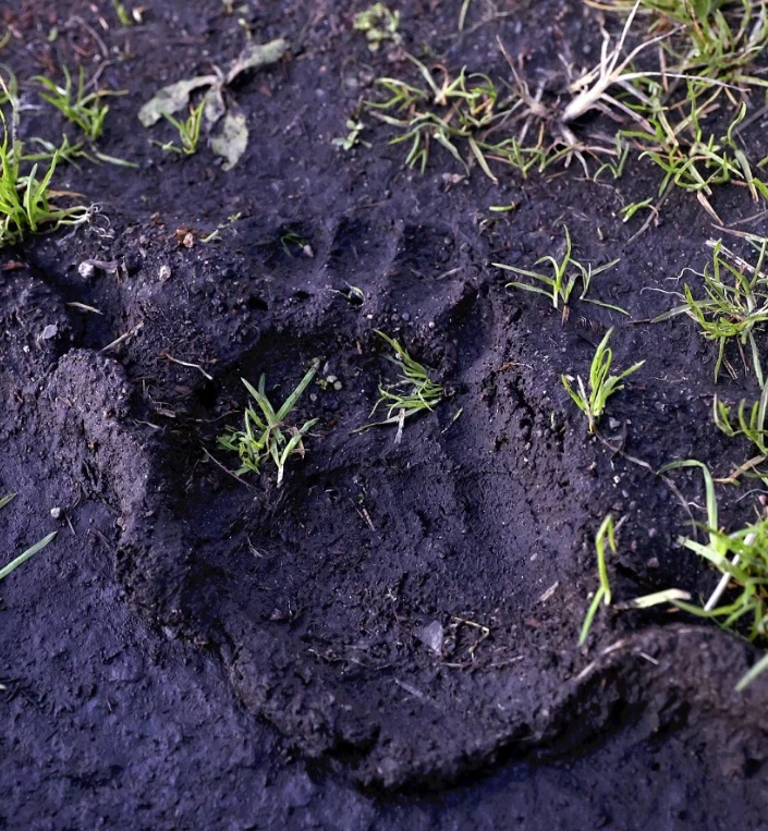 日本秋田县出动自卫队捕熊，士兵穿防弹衣携防熊喷雾巡逻果园