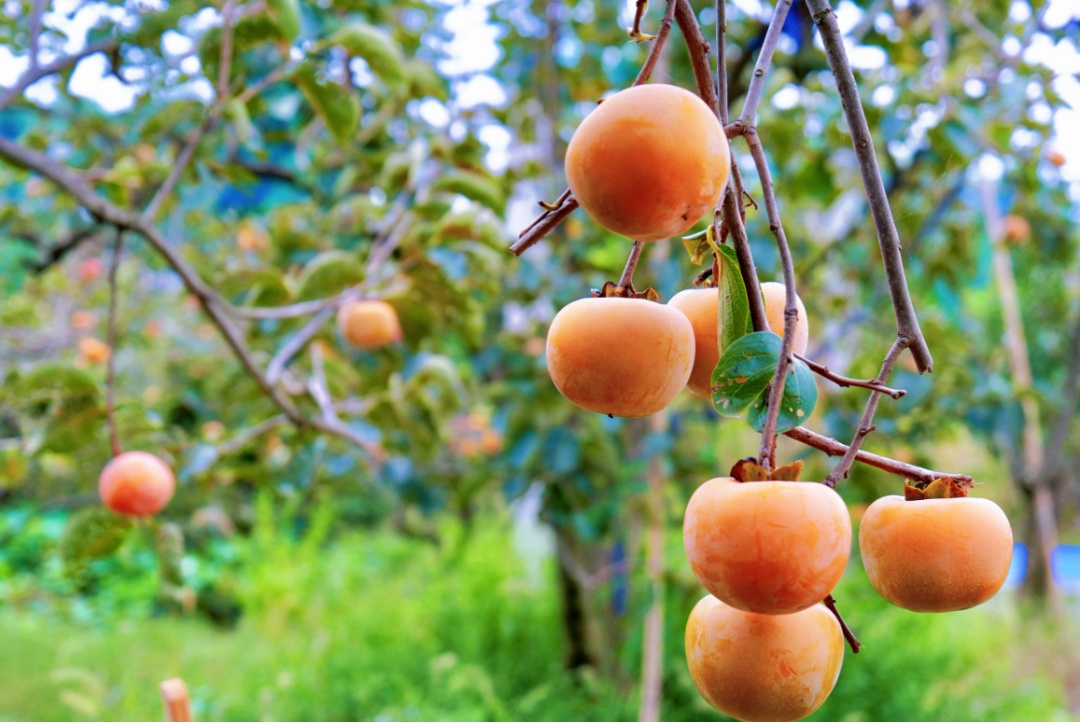 常州街头大量出现!不要吃!不要吃! 常州街头大量出现!不要吃!不要吃!