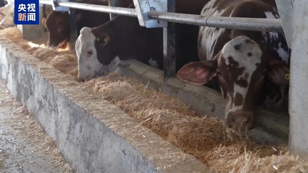 月薪两三万放羊,找不到人,急 月薪两三万放羊,找不到人,急